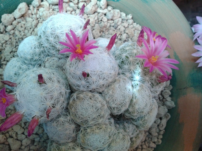 Mammillaria humboldtii 