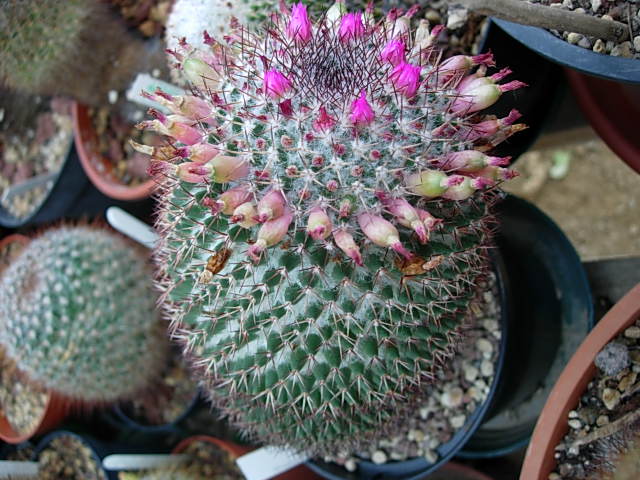 mammillaria polythele ( sin. Kewensis) 