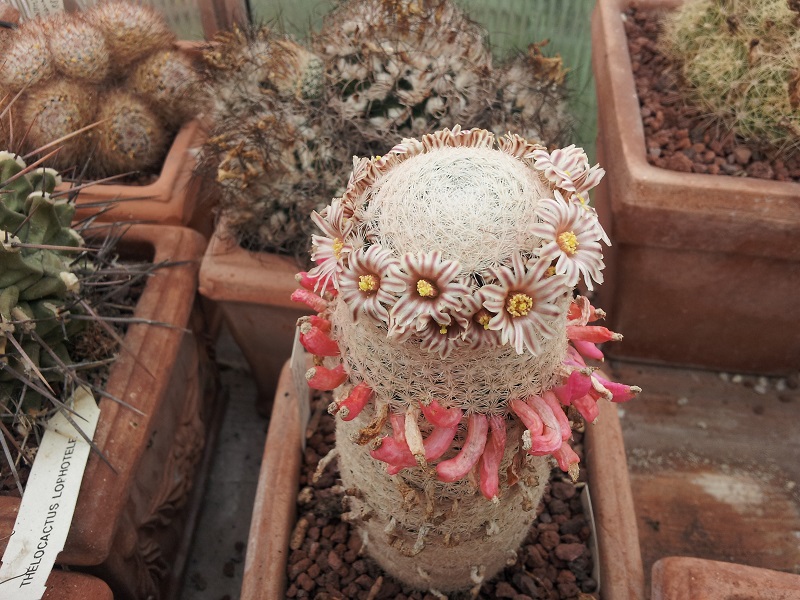 Mammillaria lasiacantha 
