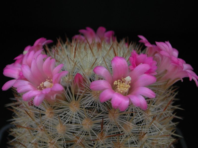 Mammillaria laui 