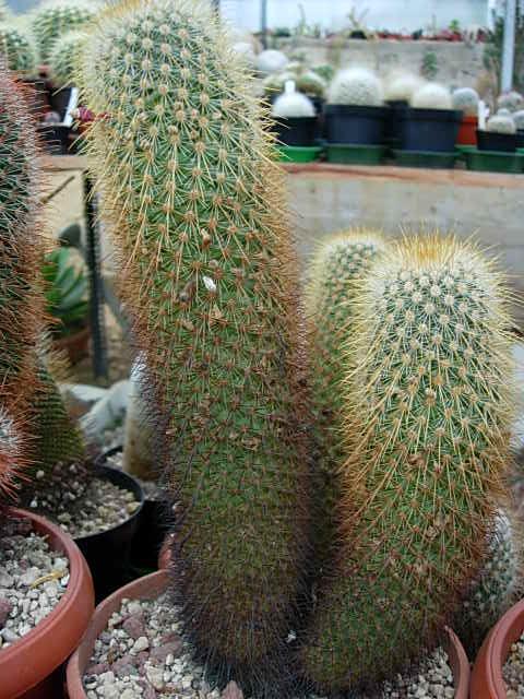 mammillaria magnifica v minor 