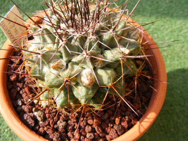 Mammillaria melanocentra 