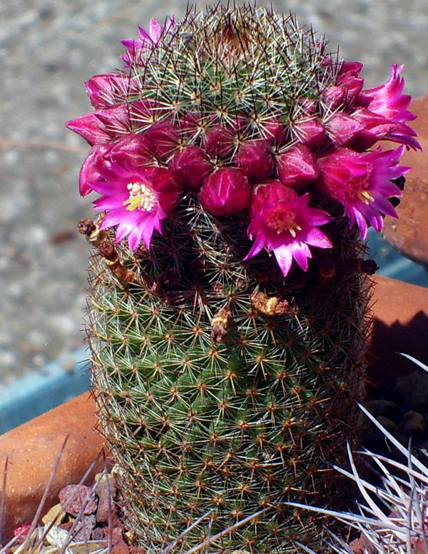 Mammillaria matudae 