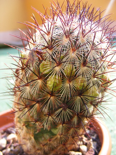 Mammillaria microhelia 