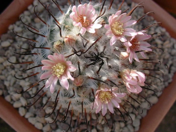 Mammillaria perezdelarosae 