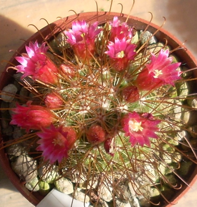 Mammillaria pullihamata 