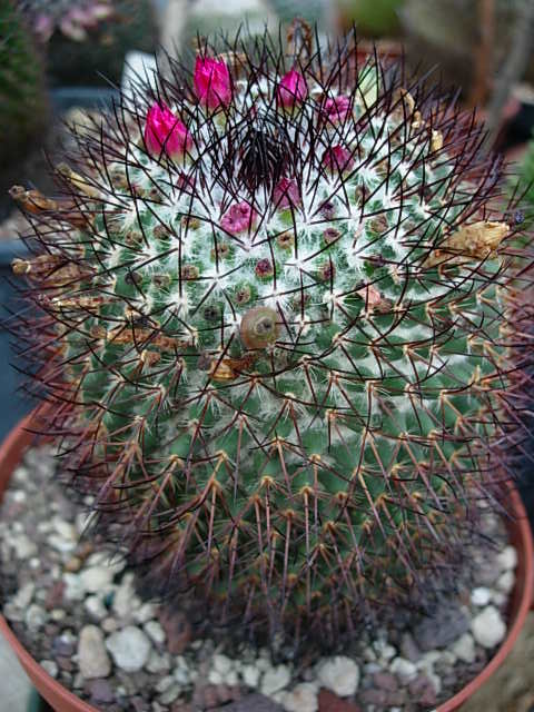 mammillaria rhodantha "ruberrima" 