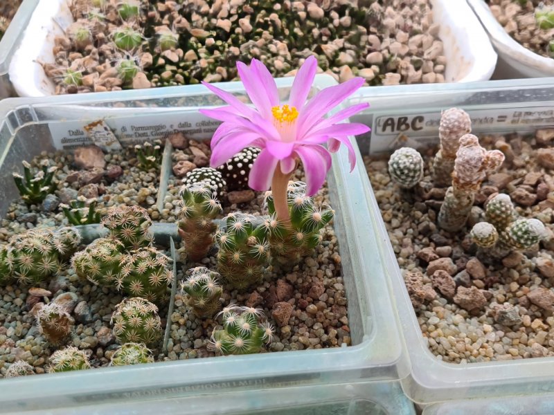 mammillaria saboae ssp. roczekii