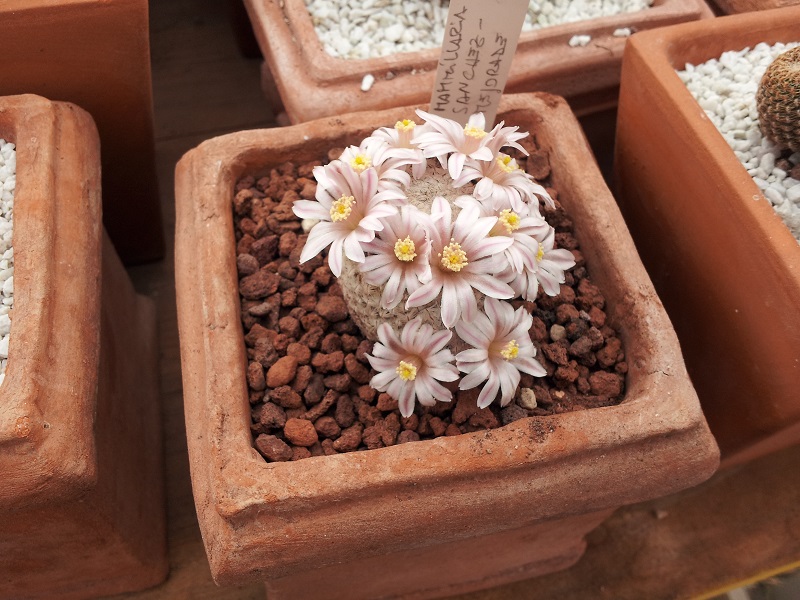 Mammillaria sanchez-mejoradae 