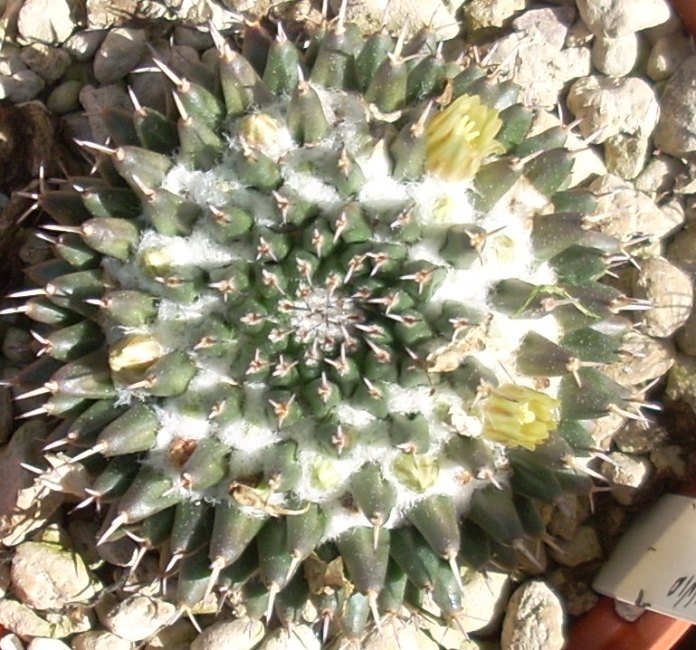 Mammillaria sempervivi 