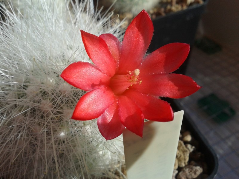 Mammillaria senilis SB 497