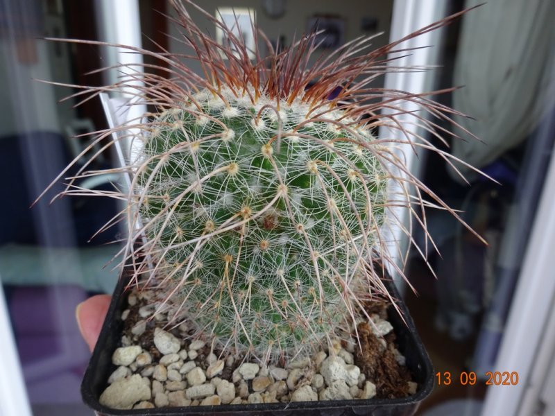 Mammillaria varieaculeata 