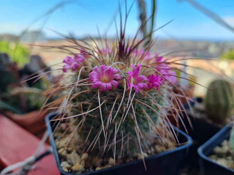 Mammillaria varieaculeata 