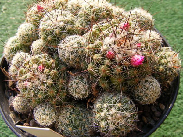 Mammillaria vetula ssp. gracilis 