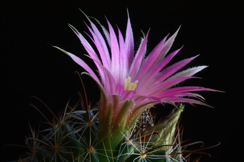 Mammillaria wrightii 