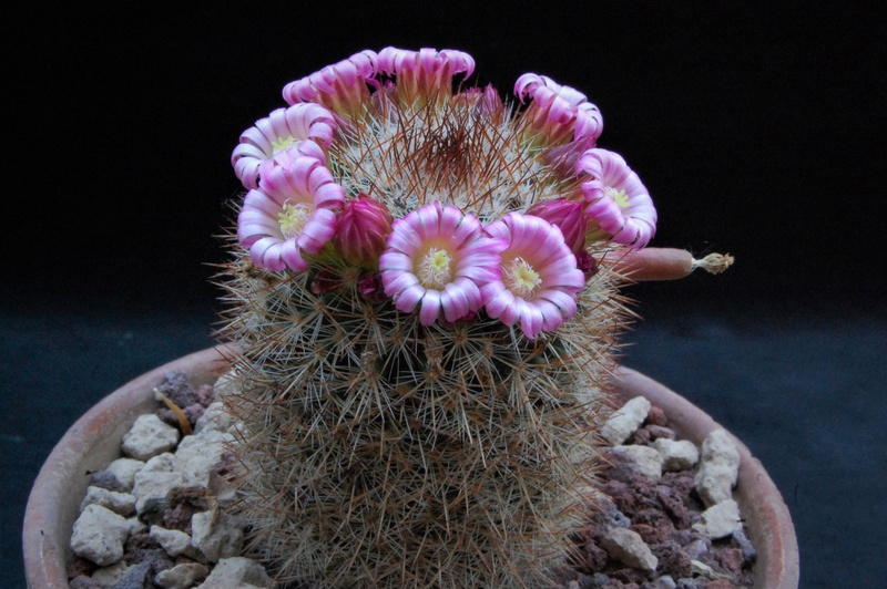 Mammillaria spinosissima f. Malinalco 