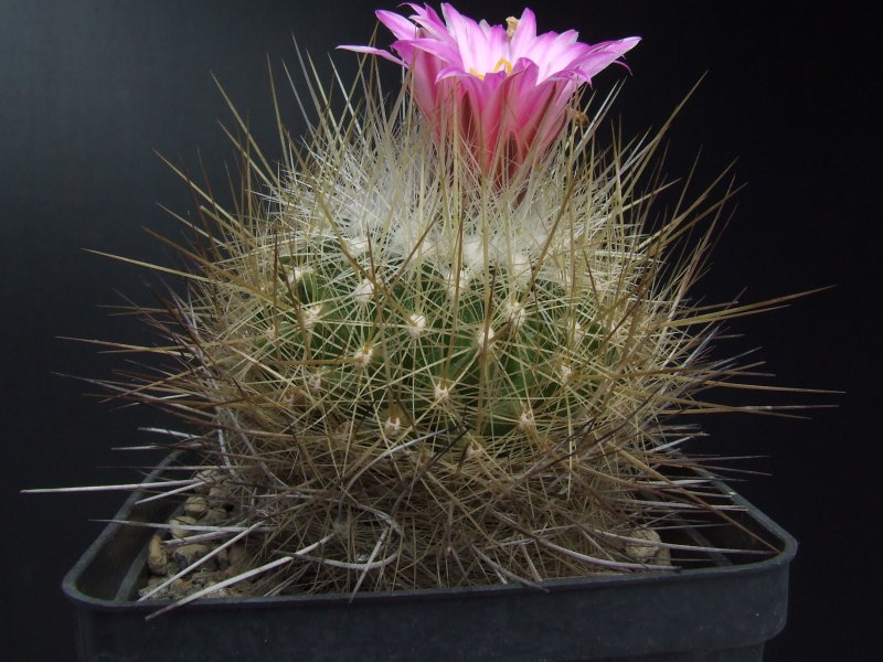 Thelocactus macdowellii 