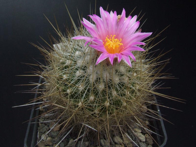 Thelocactus macdowellii 