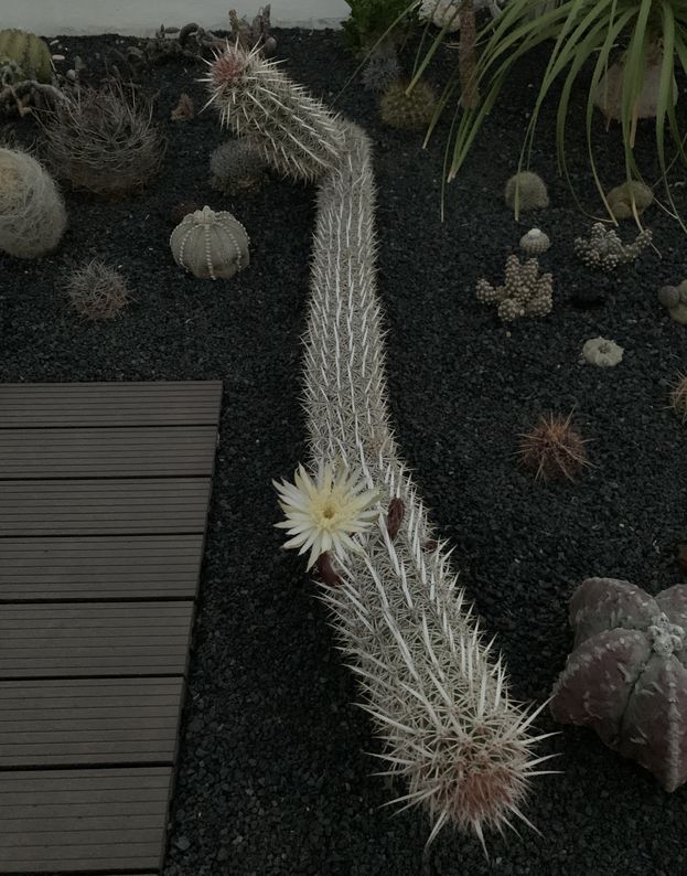 Machaerocereus eruca 