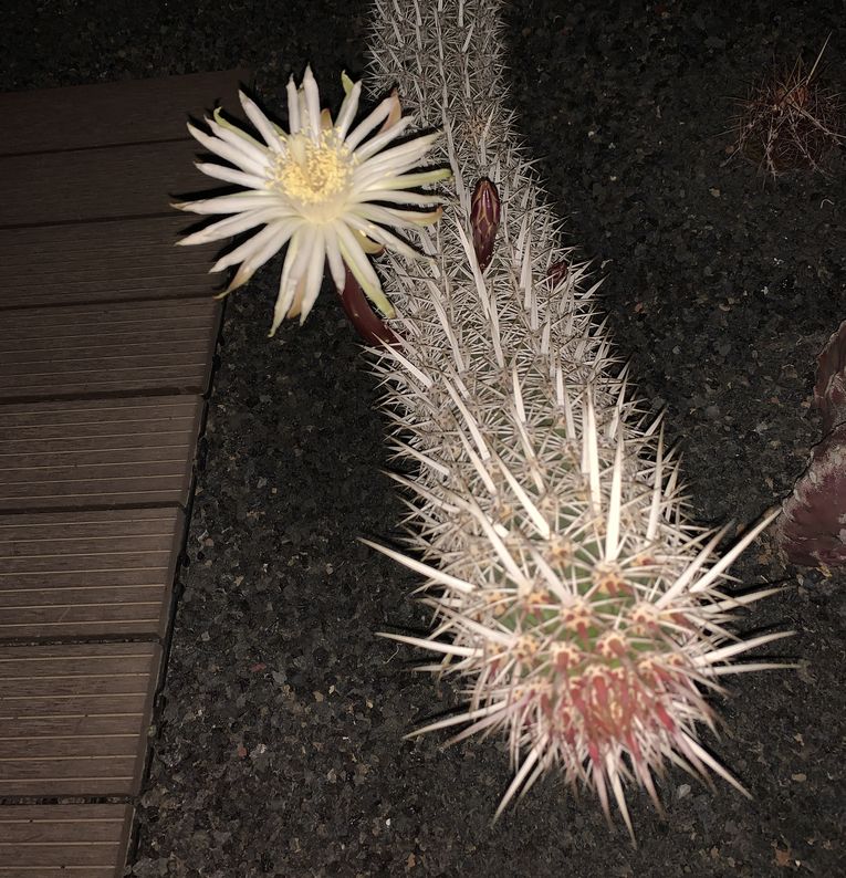 Machaerocereus eruca 