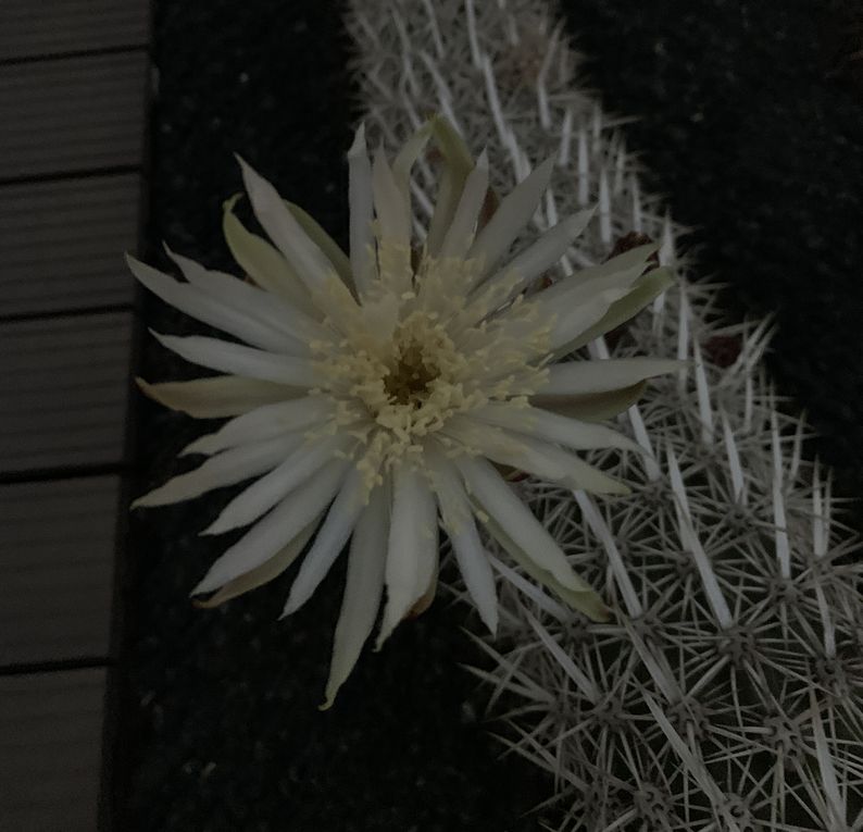 Machaerocereus eruca 