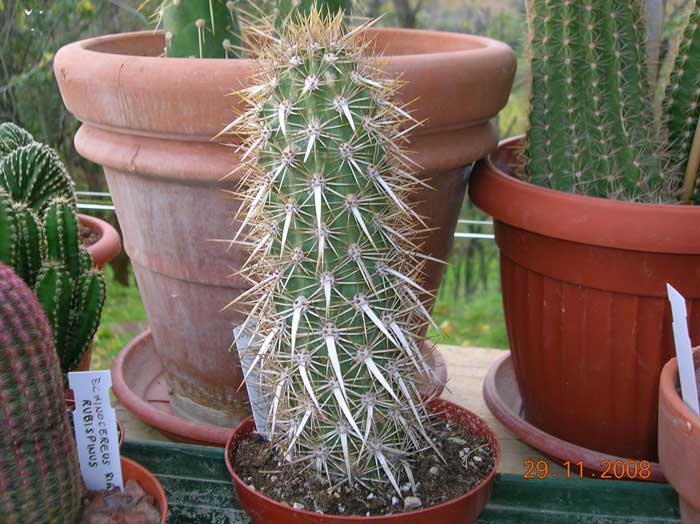 Machaerocereus eruca 