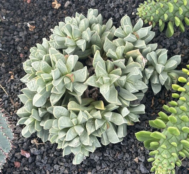 Machairophyllum brevifolium 