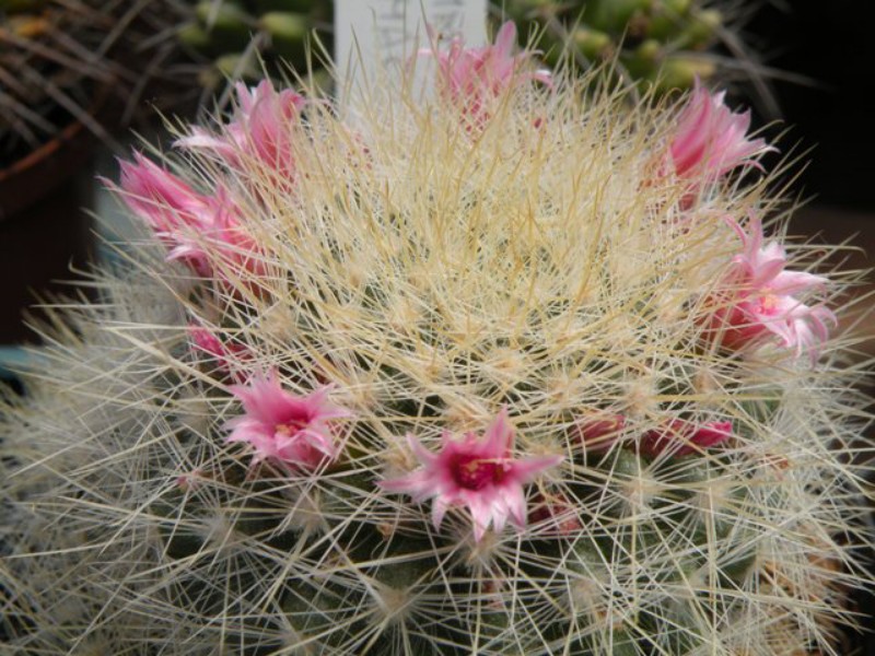 Mammillaria manana 