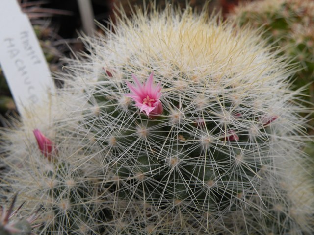 Mammillaria machucae 