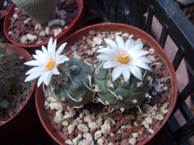 Turbinicarpus schmiedickeanus ssp. macrochele 