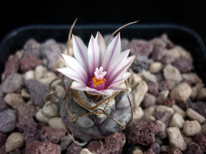 Turbinicarpus macrochele 