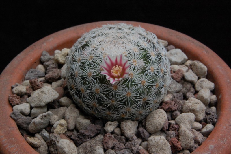 Mammillaria magallanii SB 1017