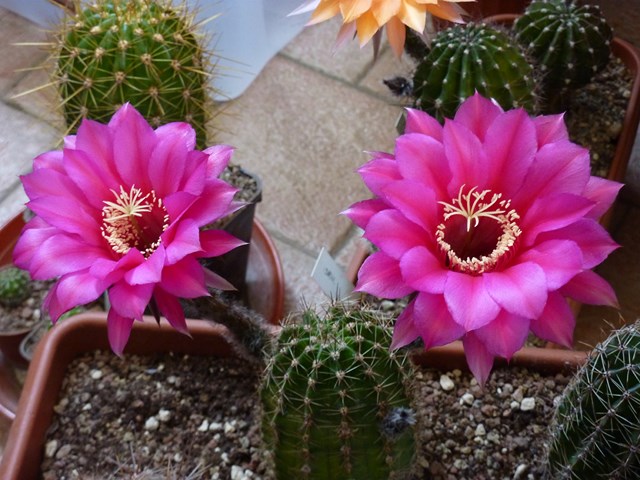 echinopsis cv. magenta