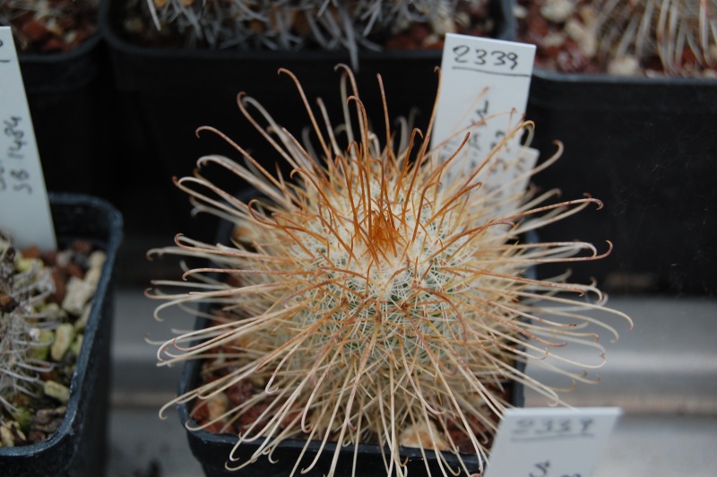 Mammillaria magnifica SB 533