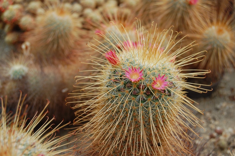 Mammillaria magnifica 