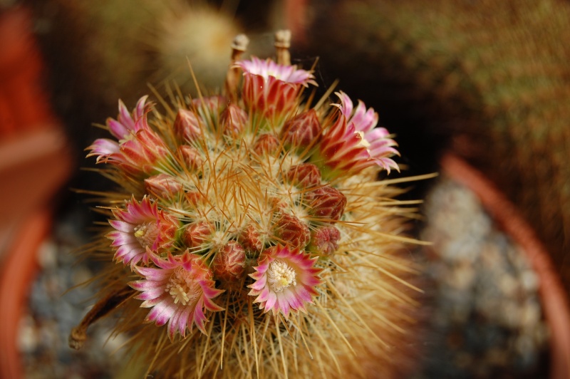 Mammillaria magnifica v. minor FO 272