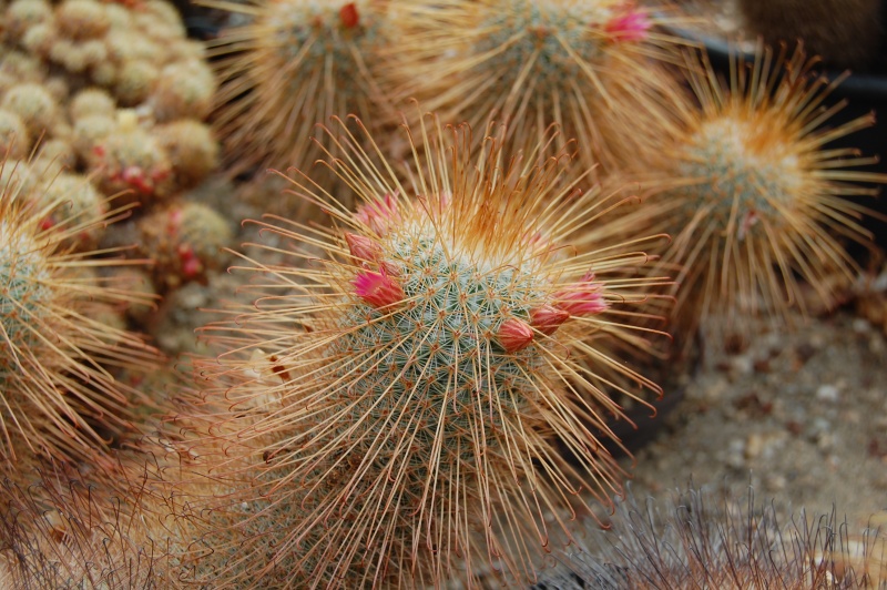 Mammillaria magnifica 