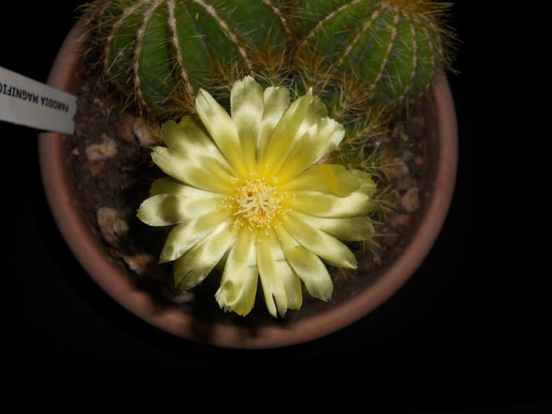 Parodia magnifica 