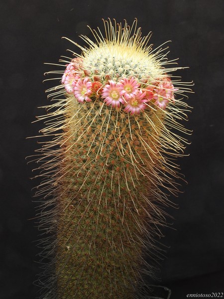 Mammillaria magnifica sb 533