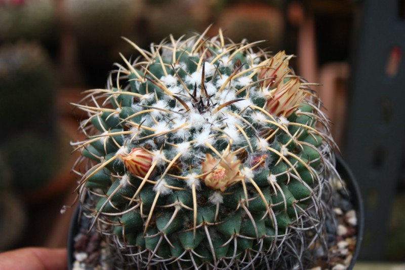 Mammillaria magnimamma SB 40