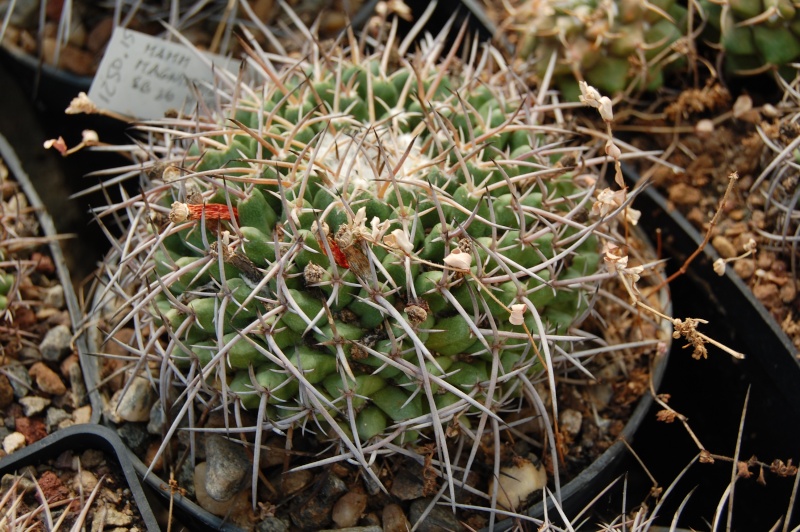 Mammillaria magnimamma SB 36