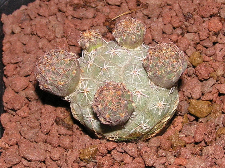 Maihueniopsis bonnieae 