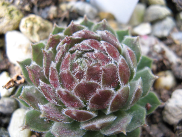 Sempervivum cv. 'Malabron' 