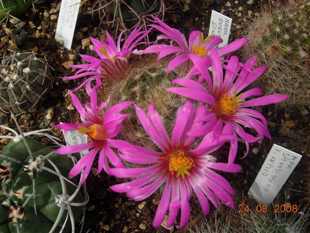 Mammillaria guelzowiana 