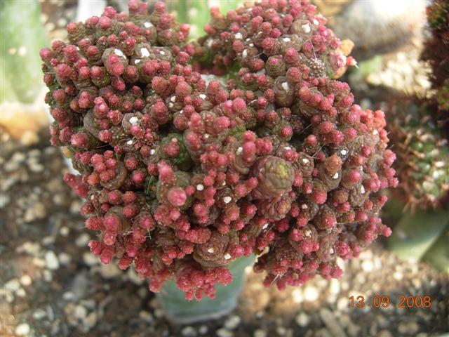 Mammillaria bocasana f. monstruosa 