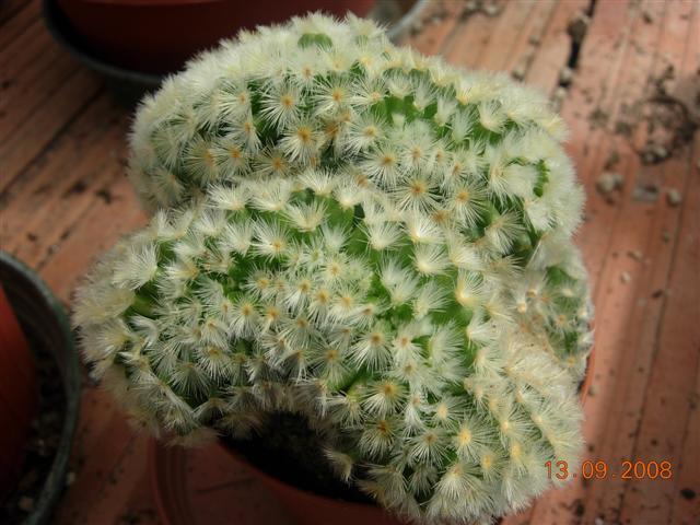 Mammillaria carmenae f. cristata 