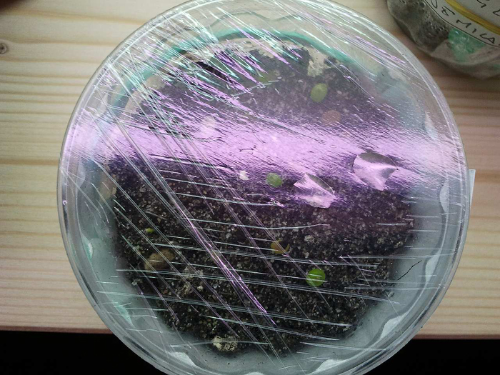 Mamillaria grandiis  