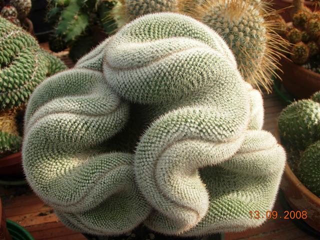 mammillaria perbella f. cristata