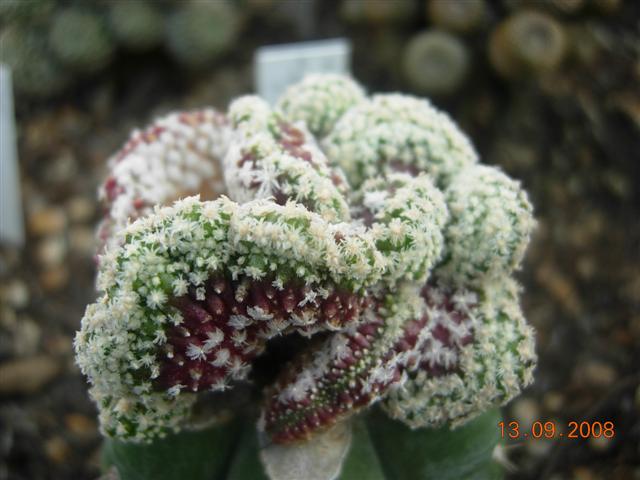 Mammillaria theresae f. cristata 