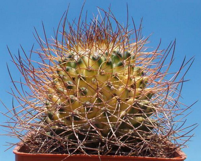 Mammillaria polythele 